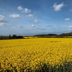 Scenic view of field against sky