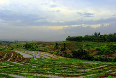 Scenic view of agricultural field against sky