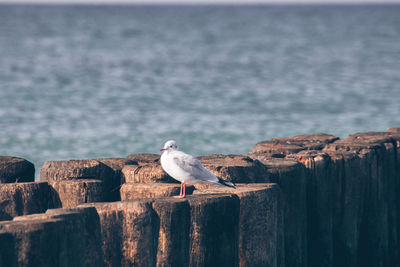 Seagull perching on wooden post