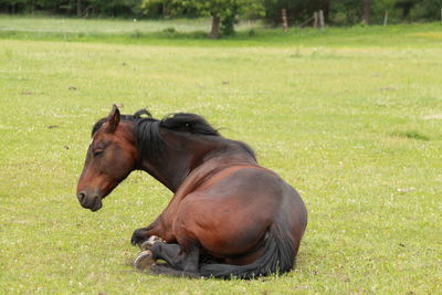 Side view of horse on field