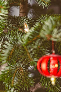 Close-up of christmas tree