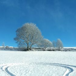 Bare tree on snow covered field against clear blue sky