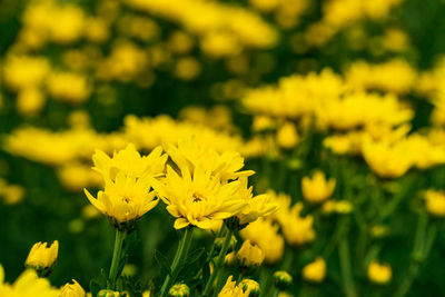 Close-up of yellow flowering plant on field