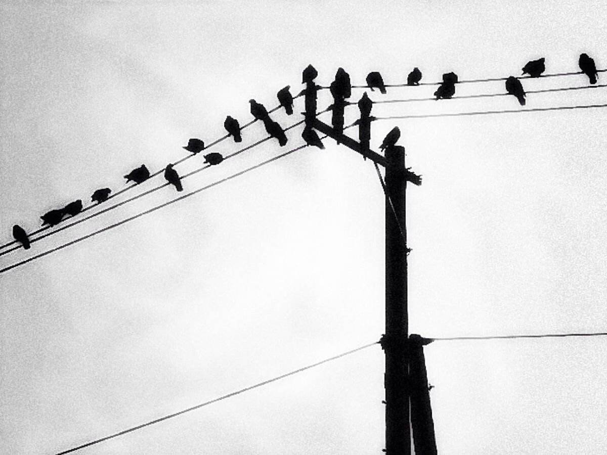 low angle view, cable, bird, power line, clear sky, architecture, built structure, electricity, lighting equipment, hanging, silhouette, sky, in a row, street light, high section, connection, perching, pole, building exterior