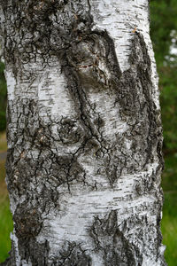 Close-up of lichen on tree trunk