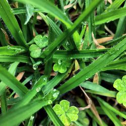 High angle view of wet plants