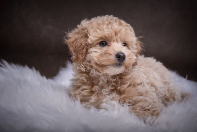 Close-up portrait of dog