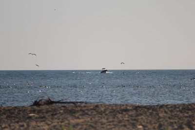 Seagulls flying over sea against clear sky