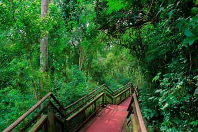 View of lush trees in forest