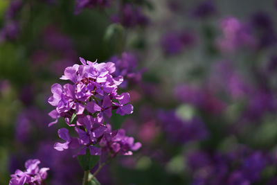 Close-up of purple flowers
