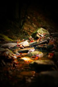 Surface level of leaves