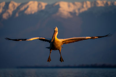 Bird flying against sky