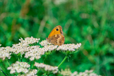 Close-up of butterfly pollinating on flower