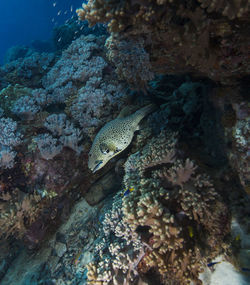 Close-up of fish in sea