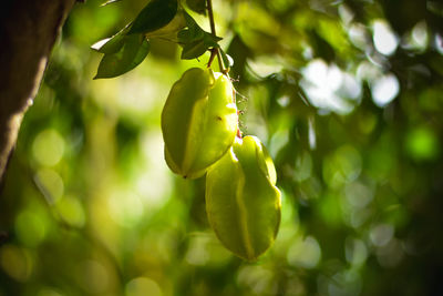 Close-up of fruit growing on plant