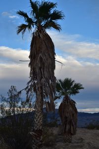 Palm trees against sky