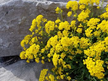 Close-up of yellow flowers