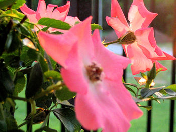 Close-up of pink flowers