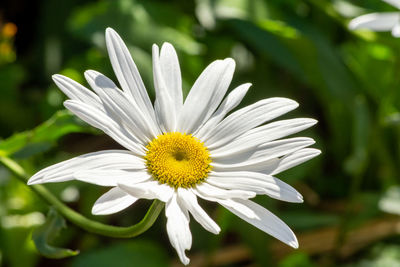 Close-up of white daisy