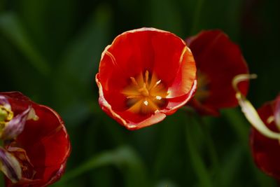 Close-up of red flower blooming outdoors