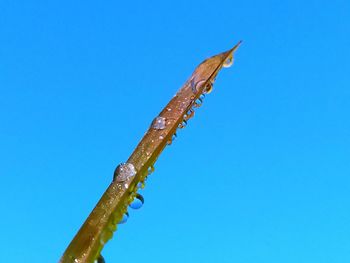 Low angle view of giraffe against clear blue sky