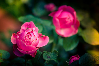 Close-up of pink rose