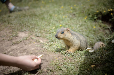 Close-up of hand feeding on field