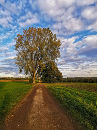 Tree on field against sky