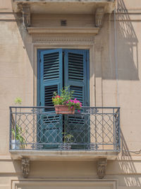 Potted plants in pot