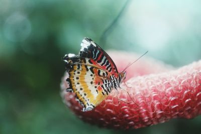 Close-up of butterfly on flower