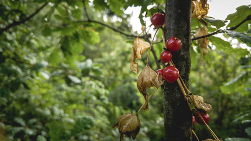 Close-up of berries on plant