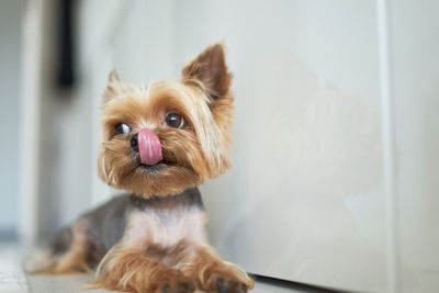 Close-up of dog looking at home