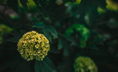 Close-up of yellow flowering plant