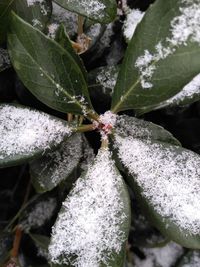 Close-up of frozen plants