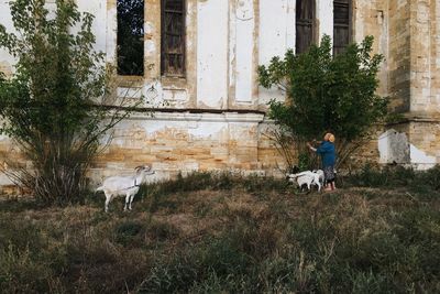 Elderly woman herding goats