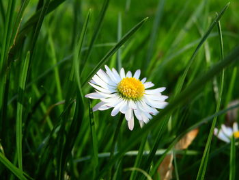 Close-up of white daisy flower