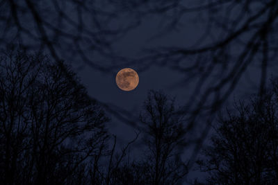 Low angle view of silhouette trees against sky at night