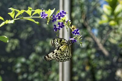 Butterfly on purple flower