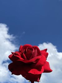 Close-up of red rose against sky