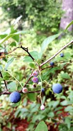 Close-up of berries growing on tree