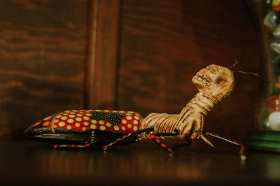 Close-up of butterfly on table