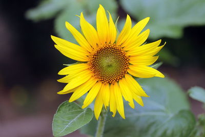 Close-up of yellow sunflower