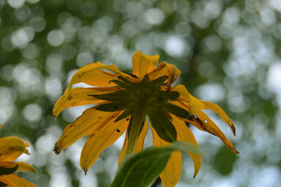 Close-up of yellow flowering plant