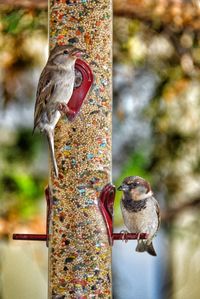 Close-up of bird perching on ground