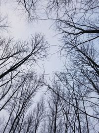 Low angle view of bare trees against sky