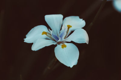 Close-up of white flower blooming at night