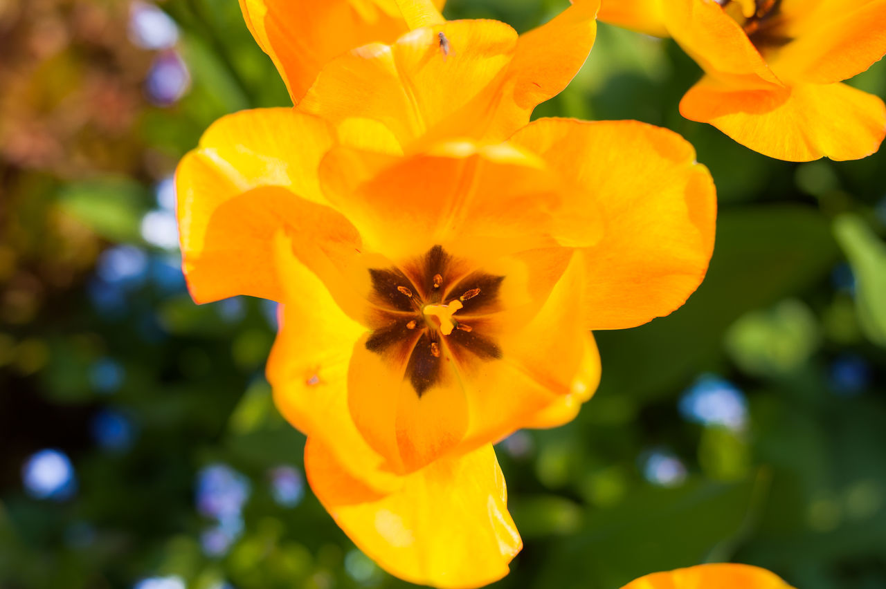 flower, petal, freshness, flower head, fragility, yellow, growth, beauty in nature, close-up, focus on foreground, blooming, nature, plant, in bloom, pollen, orange color, park - man made space, blossom, day, outdoors