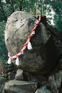 People standing on rock in forest