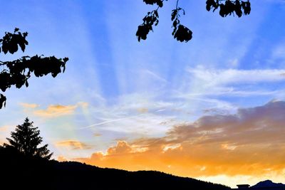 Low angle view of silhouette trees against sky at sunset