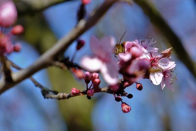 Close-up of pink plum blossom on tree